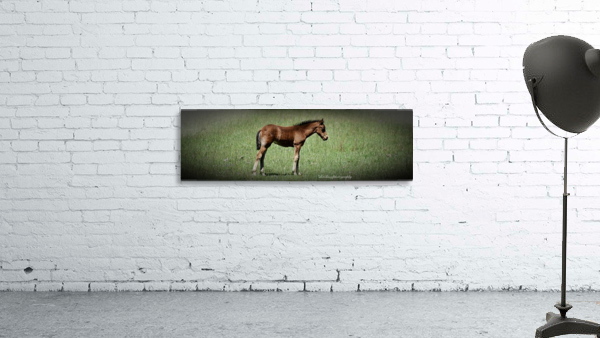 Foal sleepy Wall Preview
