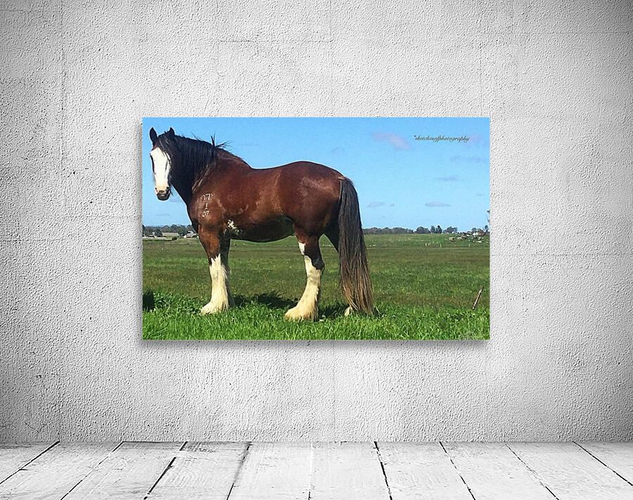 Heavy horse Wall Preview