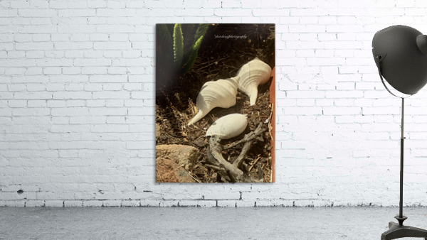 shells posed Wall Preview