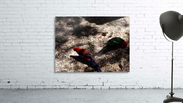 Birds feeding  Wall Preview