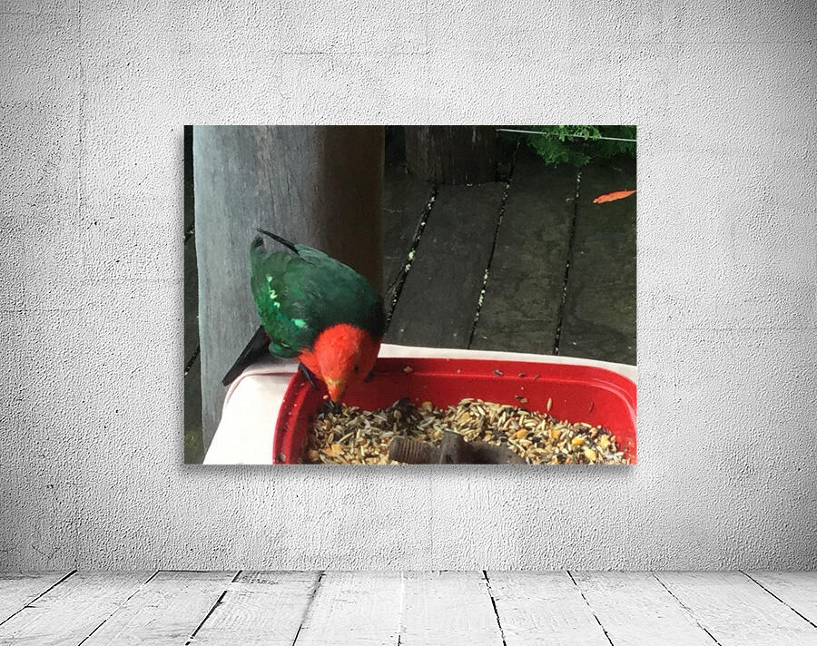 King parrot Wall Preview