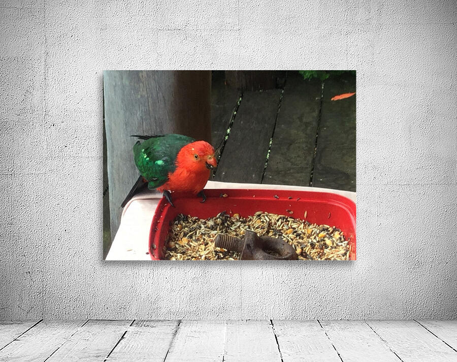 King parrot a Wall Preview