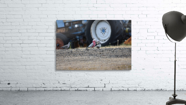 Birds by tractor Wall Preview