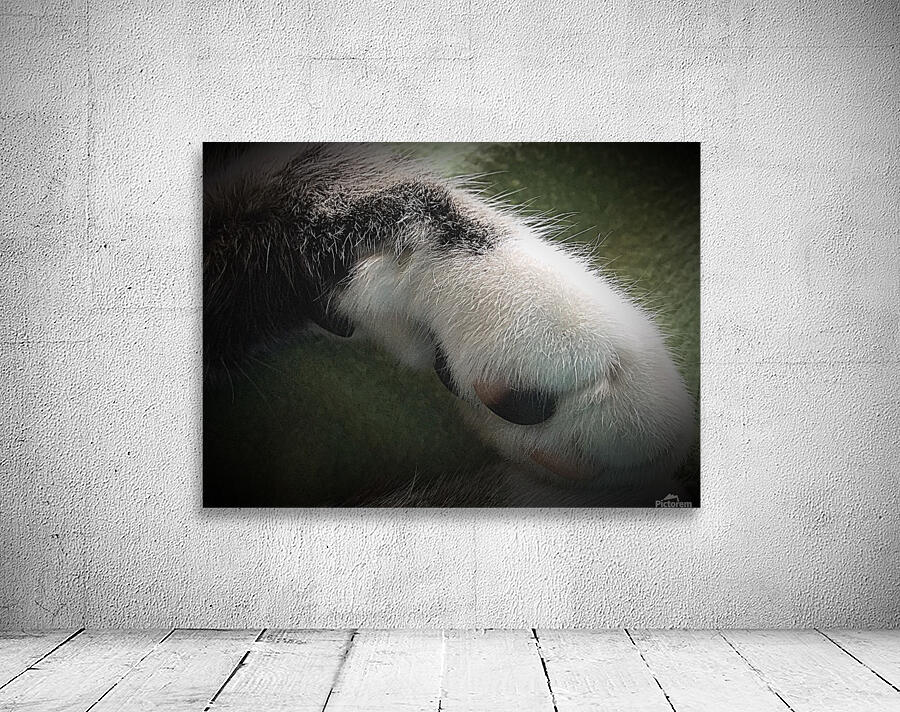 Tiny - paw Wall Preview