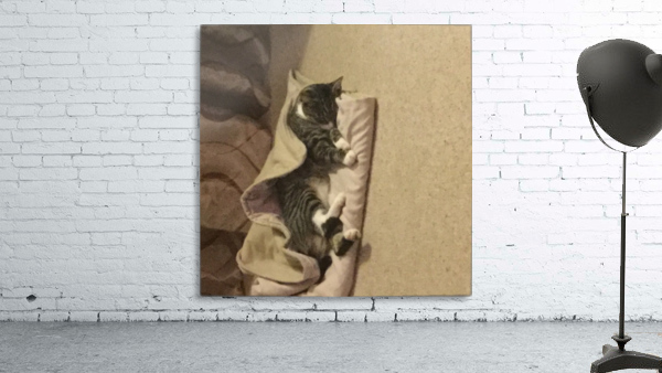Tiny - ok cover me. Wall Preview