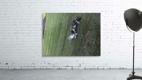 Tiny - got it.... Wall Preview