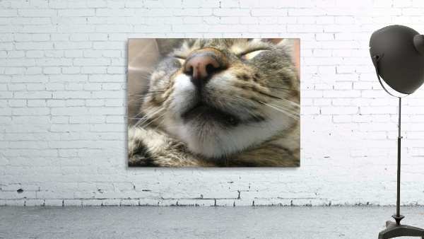 Gizmo - fast asleep Wall Preview