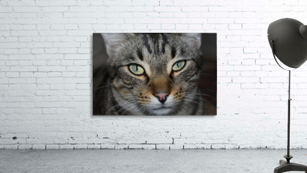 Gizmo - hansome Wall Preview