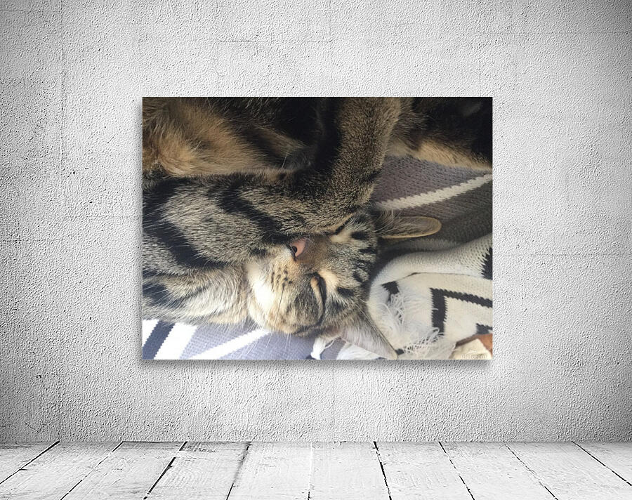 Gizmo - sleepy Wall Preview
