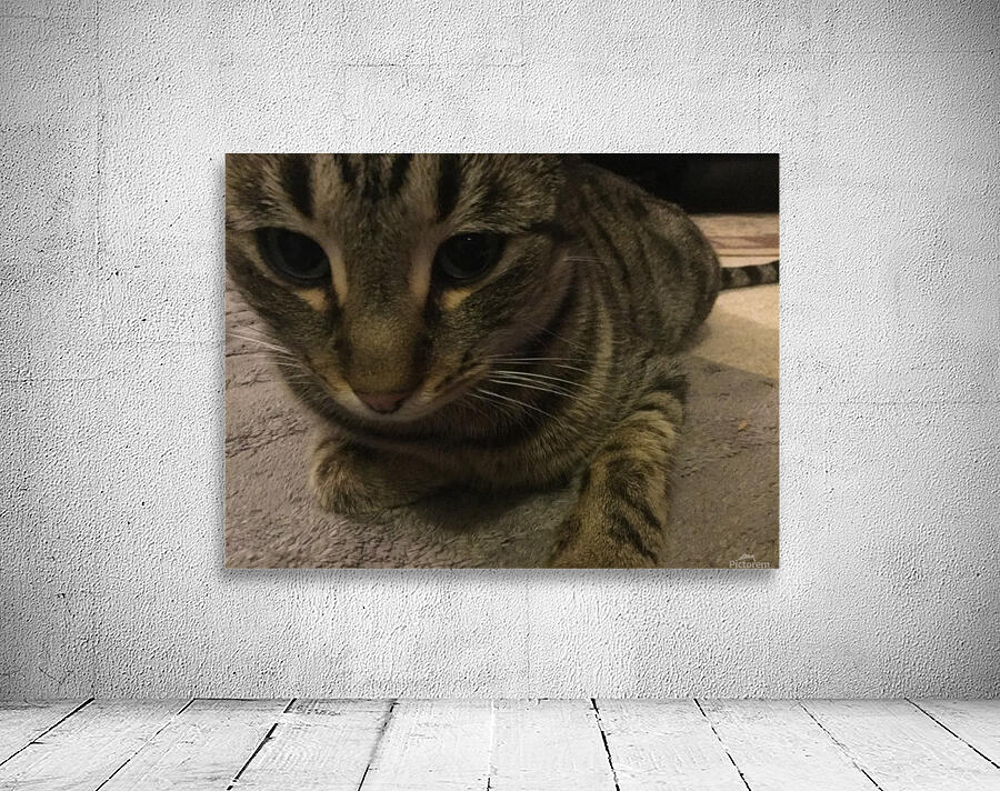 Gizmo - close up Wall Preview