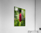 ARTISTIC EXPRESSION 23 Acrylic Print