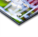 Mushroom tops Acrylic print