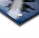 Sillouette Palms Acrylic print