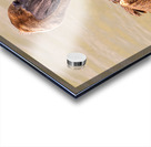 Pelican Day Acrylic print