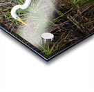 Great Egret  Acrylic print