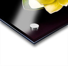 White Magnolia  Acrylic print