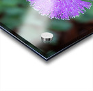 Purple Stars Acrylic print