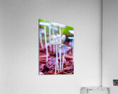 Mushroom tops Acrylic Print