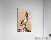 Pelican Day Acrylic Print
