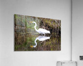Great Egret  Acrylic Print