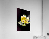White Magnolia  Acrylic Print