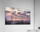 Morning Grass  Acrylic Print