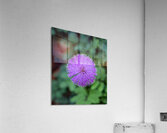 Purple Stars Acrylic Print