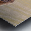 Pelican Day Metal print