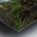 Great Egret  Metal print