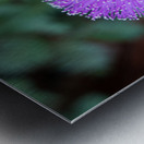 Purple Stars Metal print