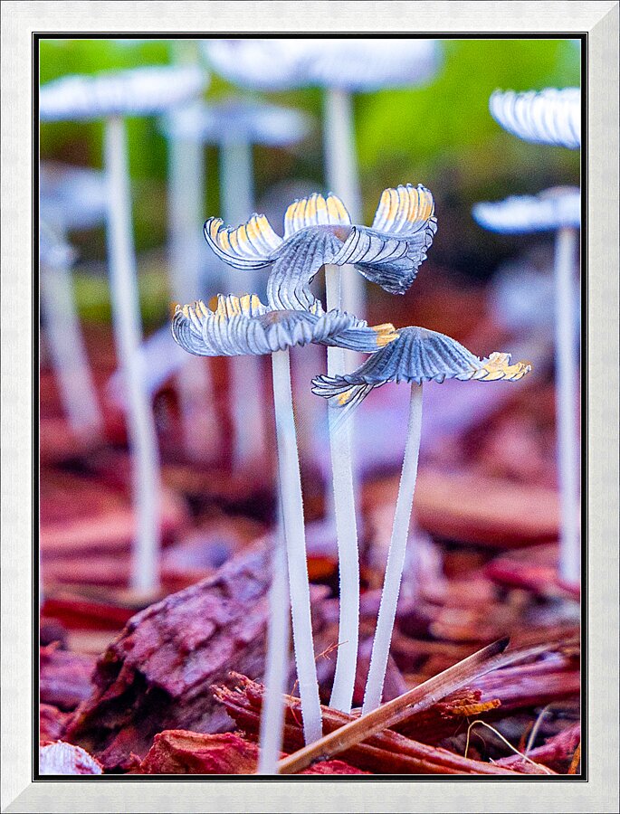 Mushroom tops Picture Frame print