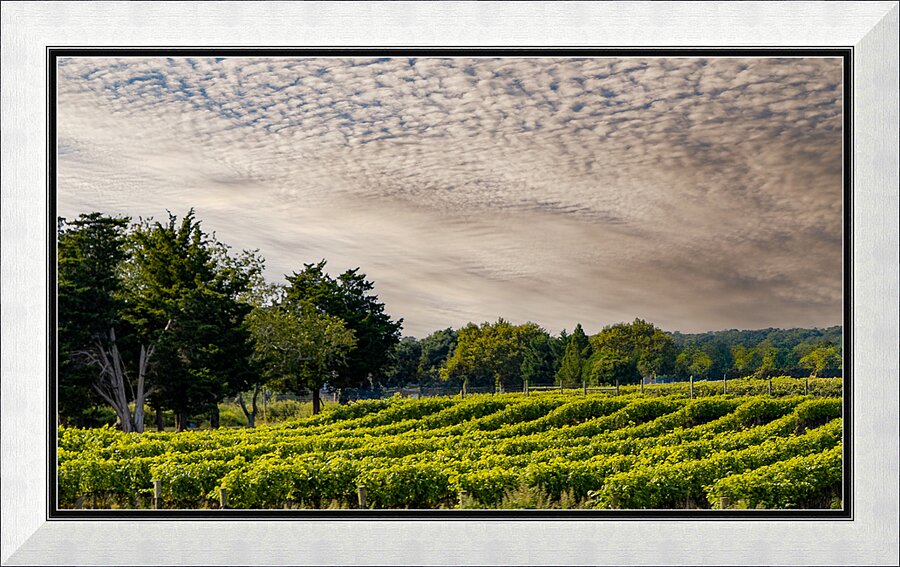 Grapevines Picture Frame print