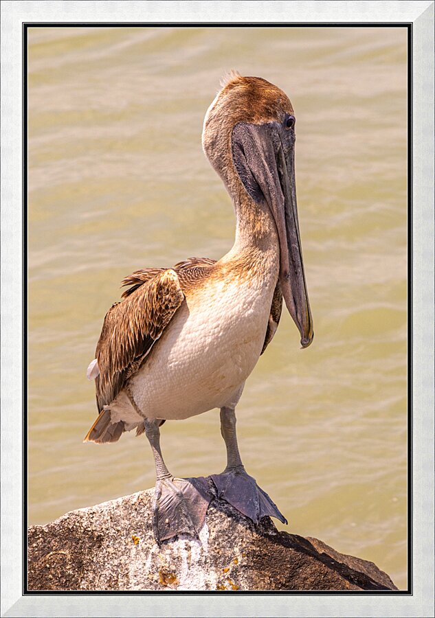 Pelican Day Picture Frame print