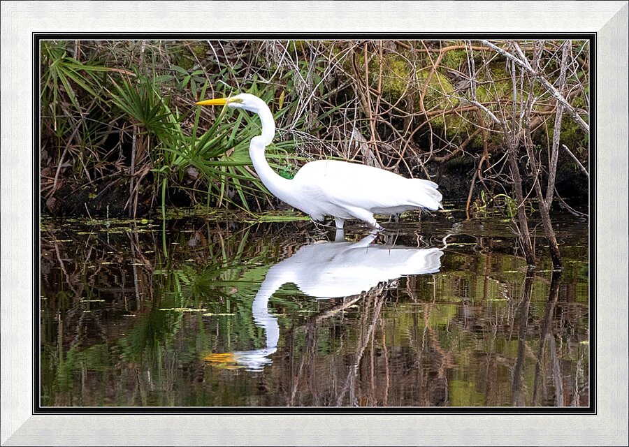 Great Egret  Picture Frame print