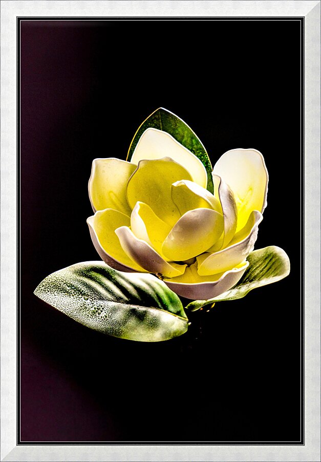 White Magnolia  Picture Frame print