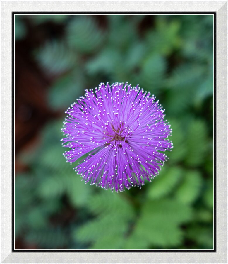 Purple Stars Picture Frame print