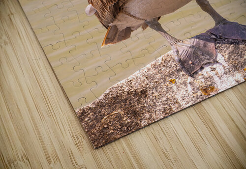 Pelican Day Ron Taibbi fine art Photography  puzzle