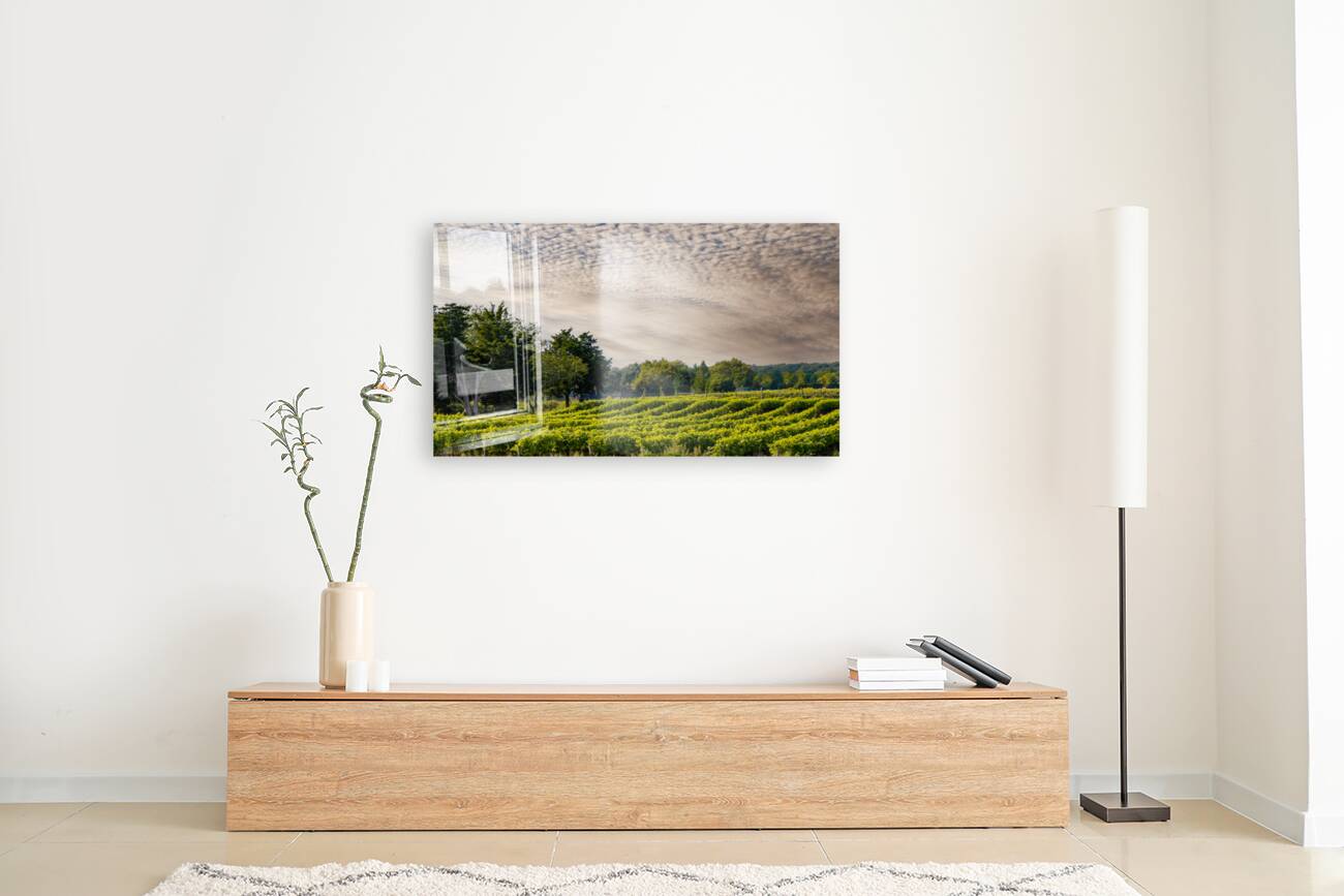 Grapevines Reproduction