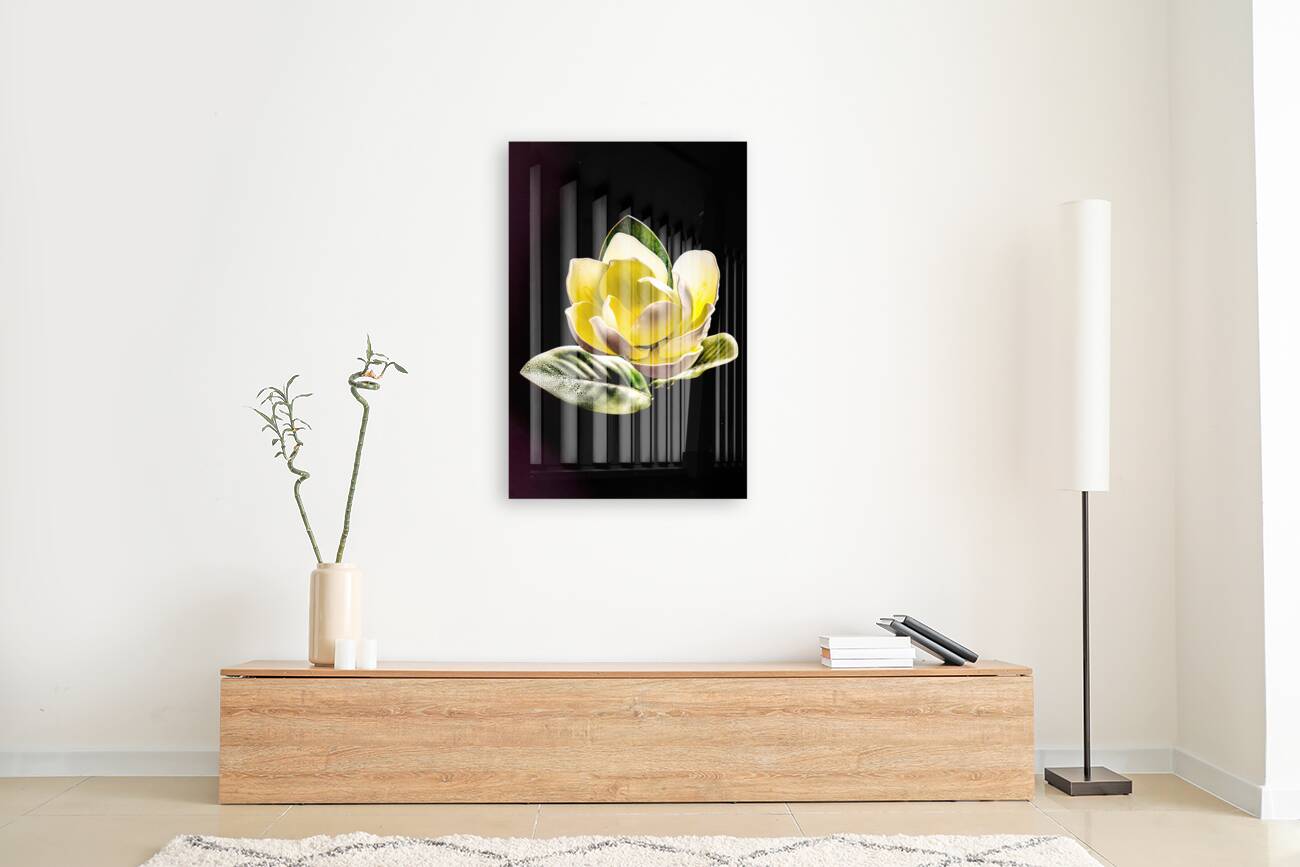 White Magnolia  Reproduction