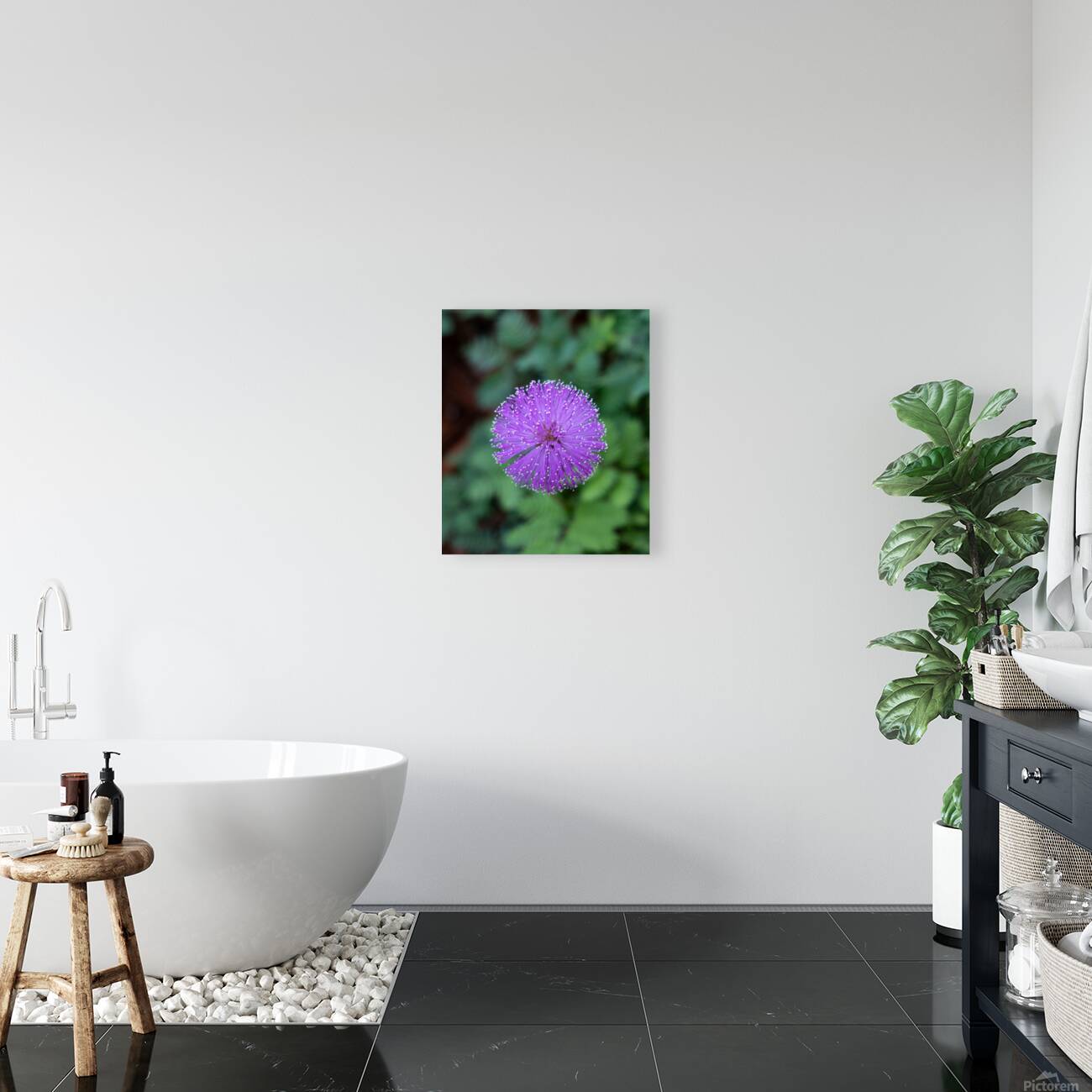 Purple Stars Reproduction