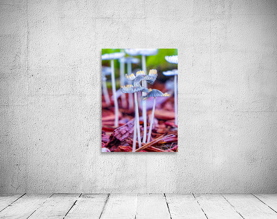 Mushroom tops Wall Preview