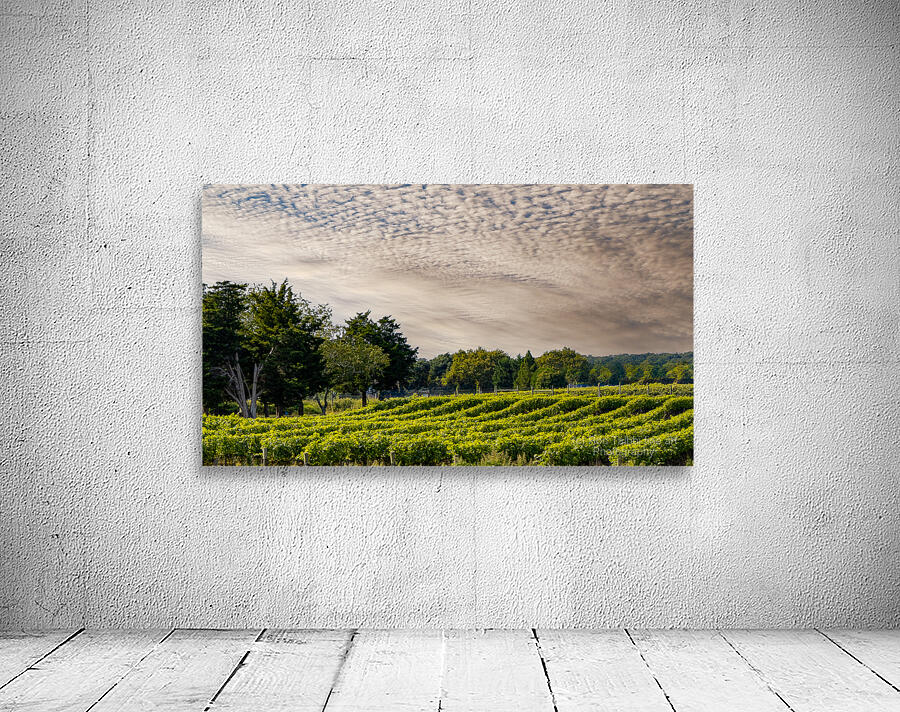 Grapevines Wall Preview