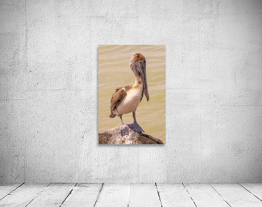 Pelican Day Wall Preview