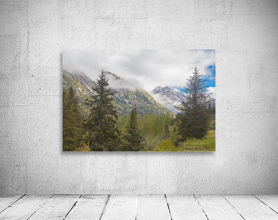 Through the Trees Wall Preview