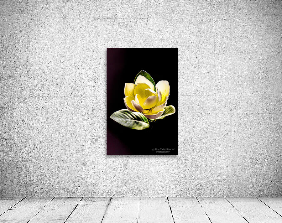 White Magnolia  Wall Preview