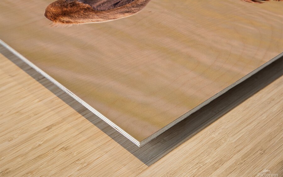 Pelican Day Wood print