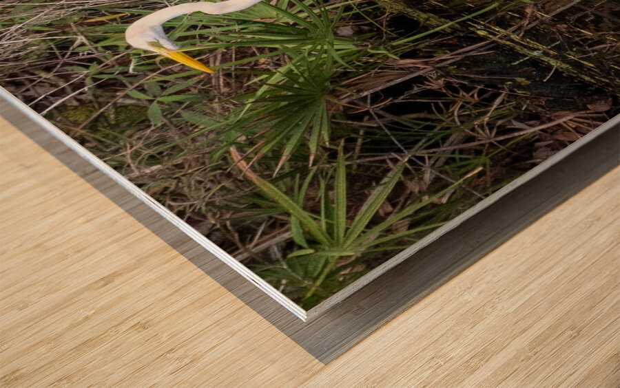 Great Egret  Wood print