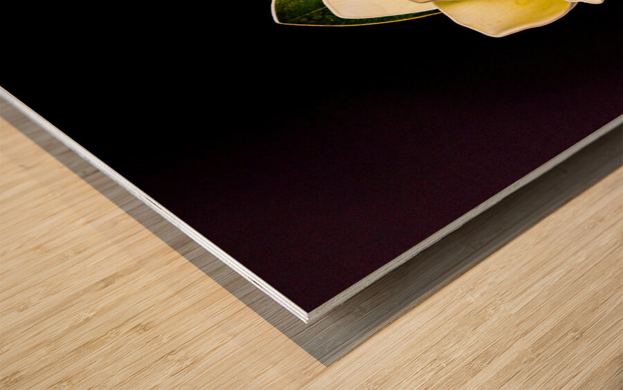 White Magnolia  Wood print