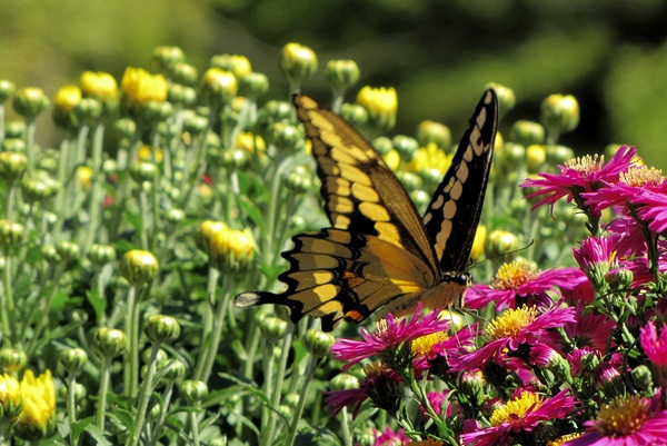 017 Digital Download