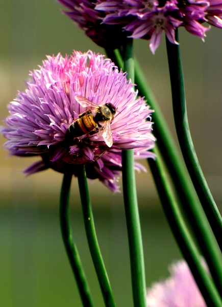 Bee5 Digital Download